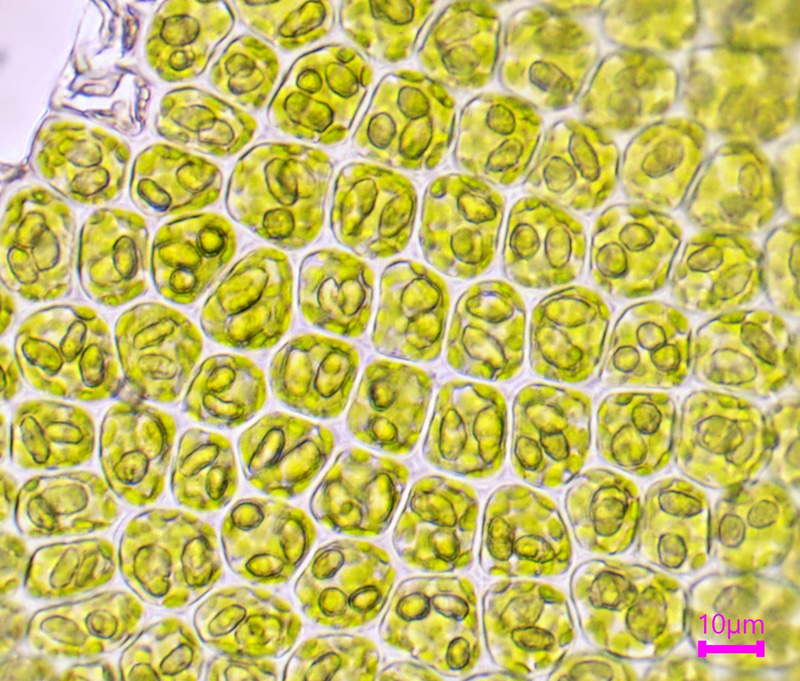 Odontoschisma elongatum